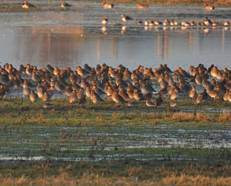 Golden Plovers - Slimbridge (3).JPG