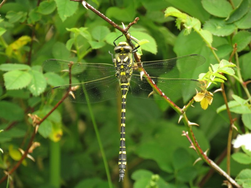 Golden Ringed Dragonfly.jpg