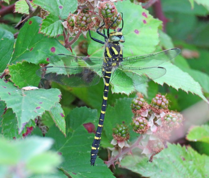 Golden Ringed Dragonfly.JPG