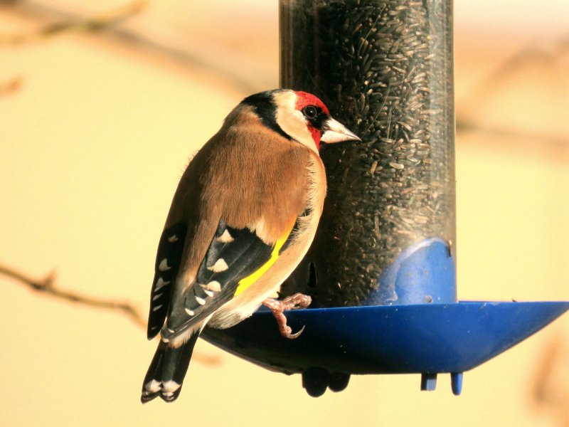 Goldfinch - garden (2).JPG