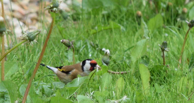 Goldfinch.jpg