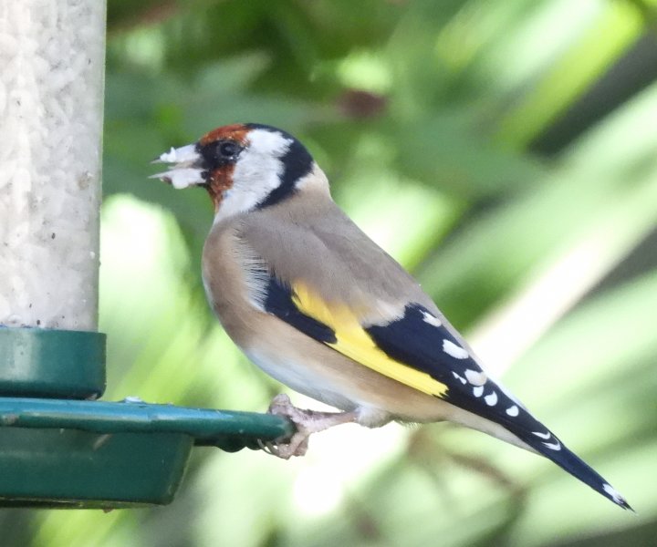 Goldfinch.jpg