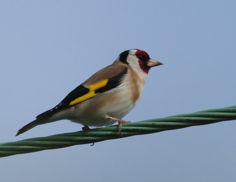 goldfinch2020.jpg