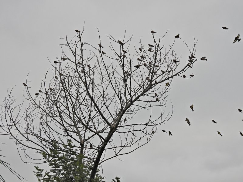 Goldfinches 70 (2).JPG