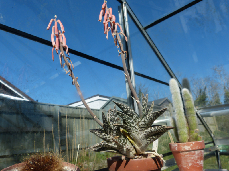 Gonialoe variegata Partridge Breasted Aloe.JPG