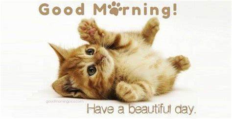 Good Morning Kitten.jpeg