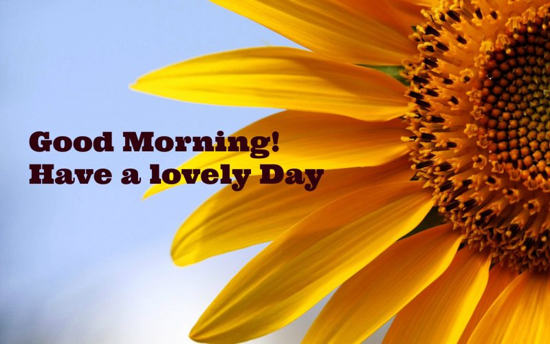 good-morning-sunflower-sayquotable.jpg