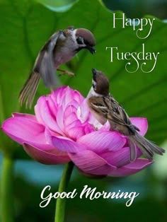 Good morning Tuesday.jpg