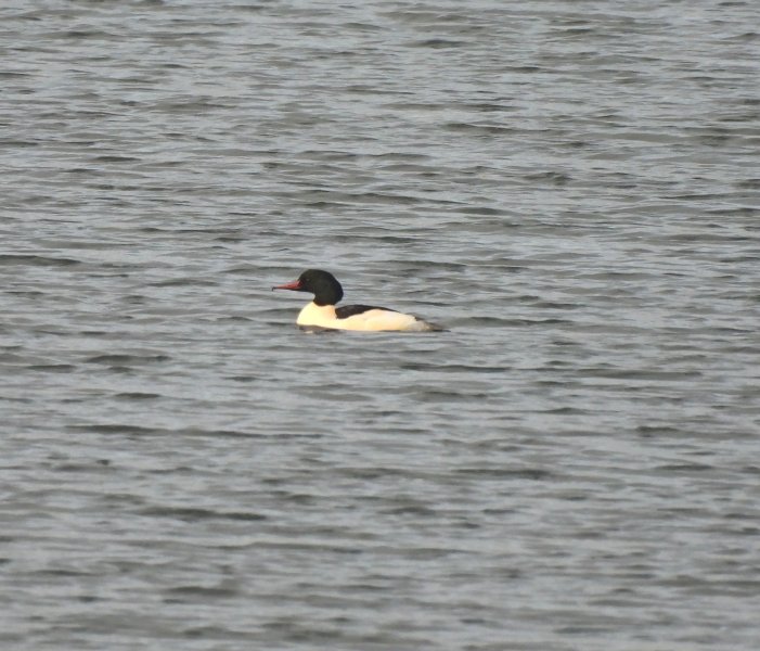 Goosander- Blashford Lakes.jpg