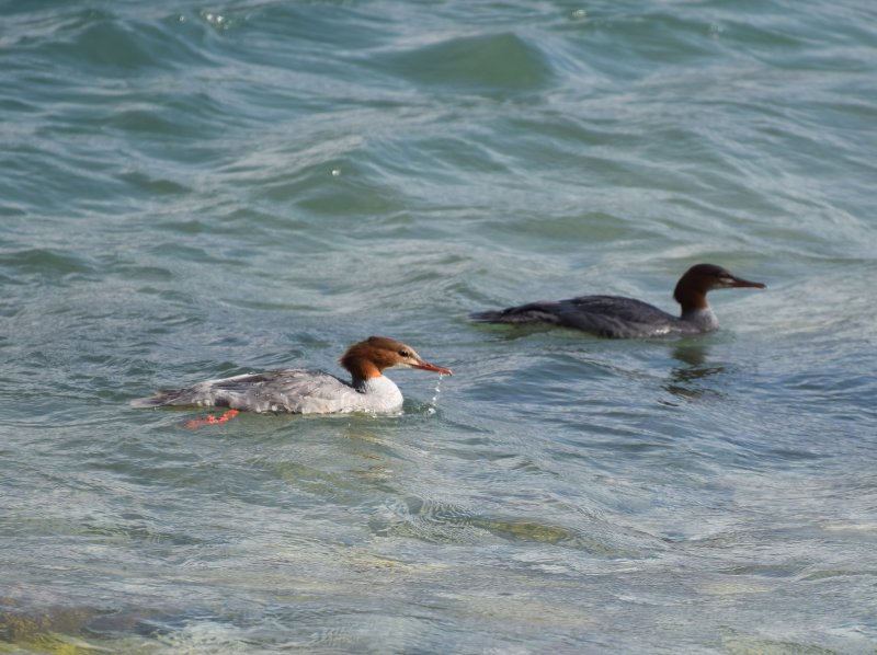 Goosanders.jpg