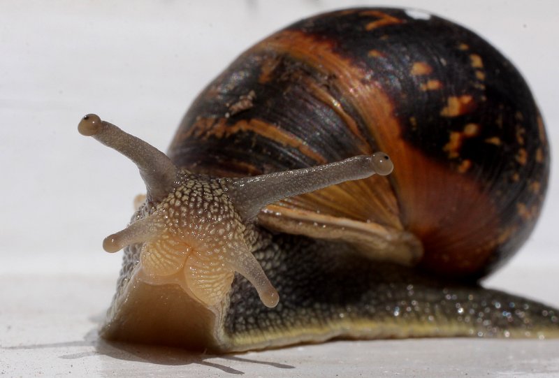 Gordon gastropod.jpg