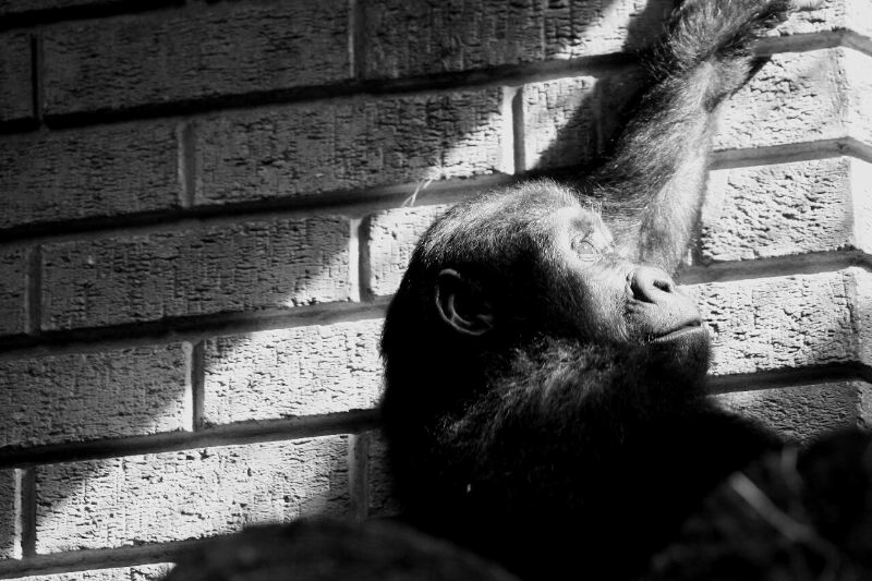 gorrilla.jpg