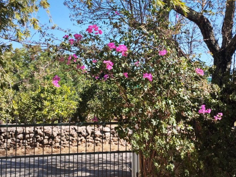 Gougie Pink Gate2 3 Sep 25.jpg