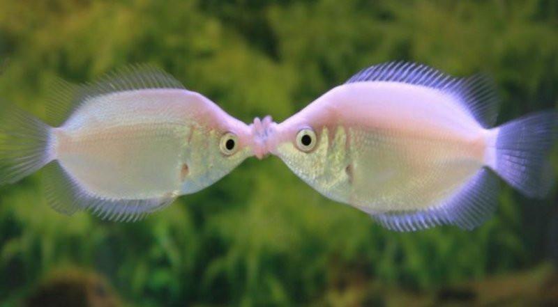 gourami-pink-kissing-gourami-1_1024x1024.jpg