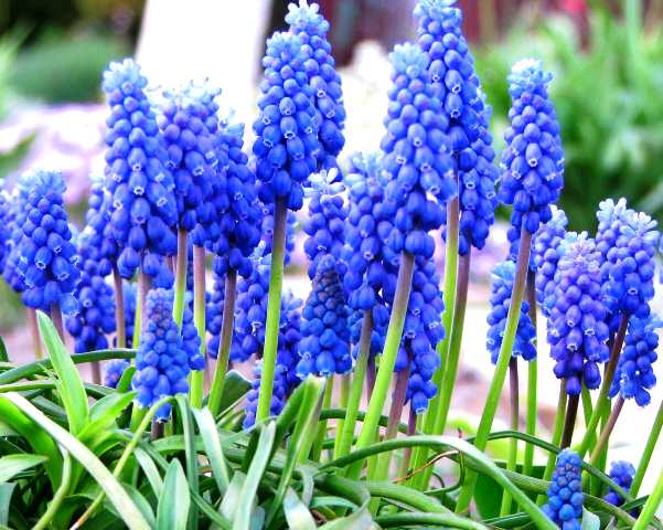 Grape Hyacinth.jpg