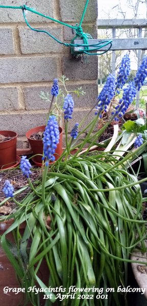 Grape Hyacinths flowering on balcony 1st April 2022 001.jpg