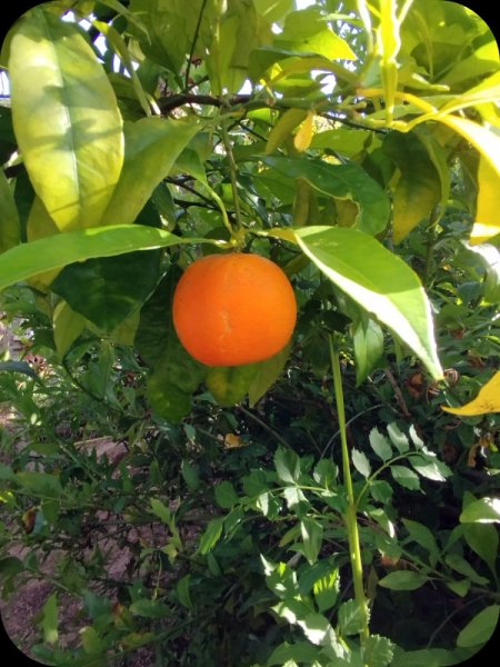 Grapefruit 19 May 25.jpg