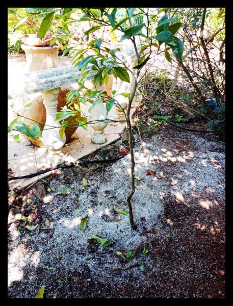 Grapefruit 21 Mar 21.jpg