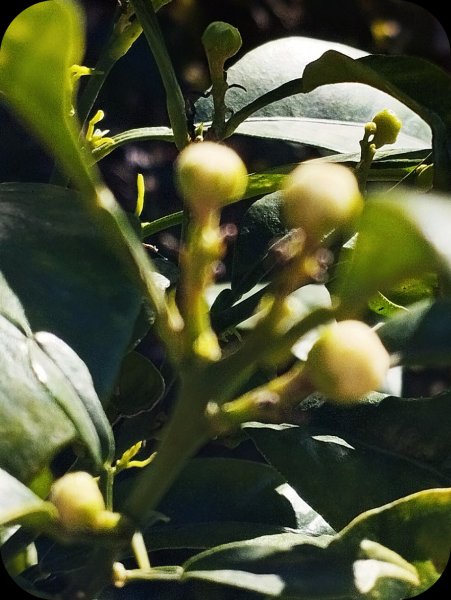 Grapefruit Buds 20 Feb 24.jpg
