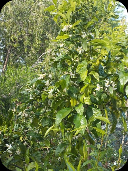 Grapefruit Ruby 5 Apr 25.jpg