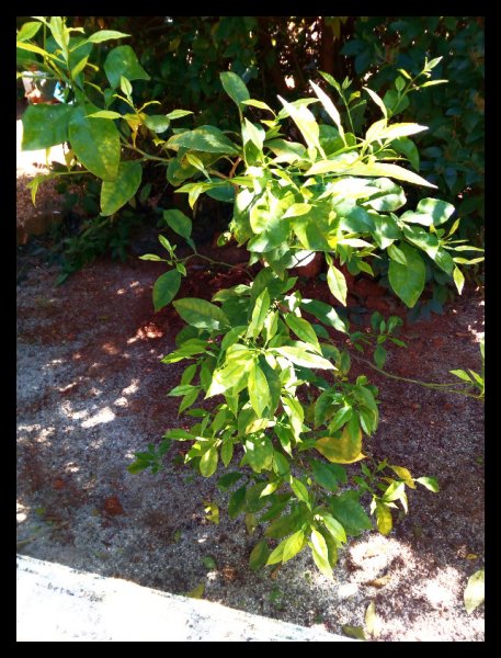 Grapefruit Tree 18 Mar21.jpg