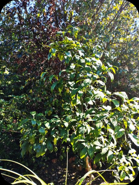 Grapefruit Tree 20 Feb 24.jpg