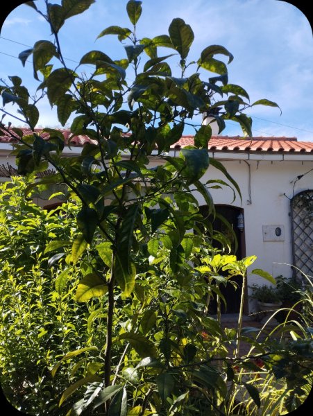 Grapefruit Tree2 20 Feb 24.jpg