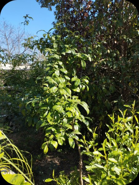 Grapefruit Tree3 20 Feb 24.jpg