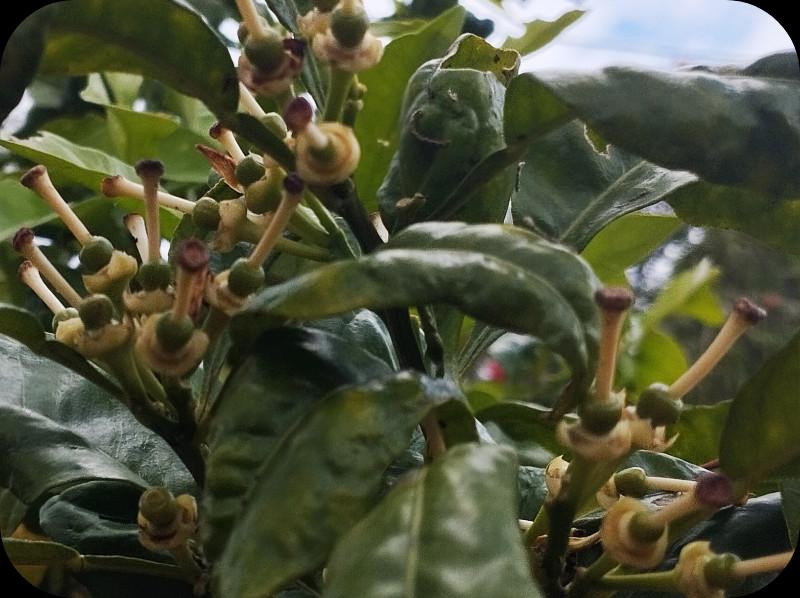 Grapefruit1 21 Apr 25.jpg