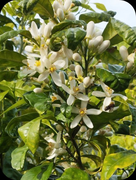 Grapefruit1 5 Apr 25.jpg