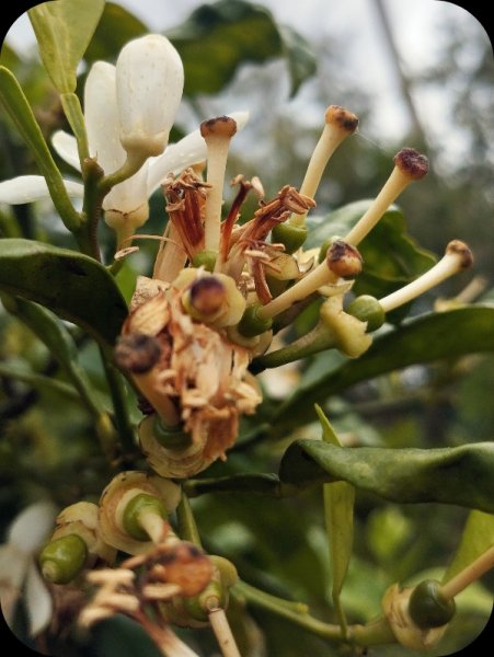 Grapefruit2 21 Apr 25.jpg