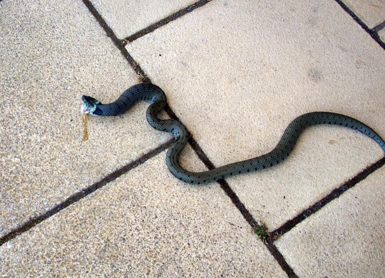 Grass snake 1.jpg