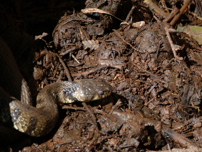 Grass Snake.JPG