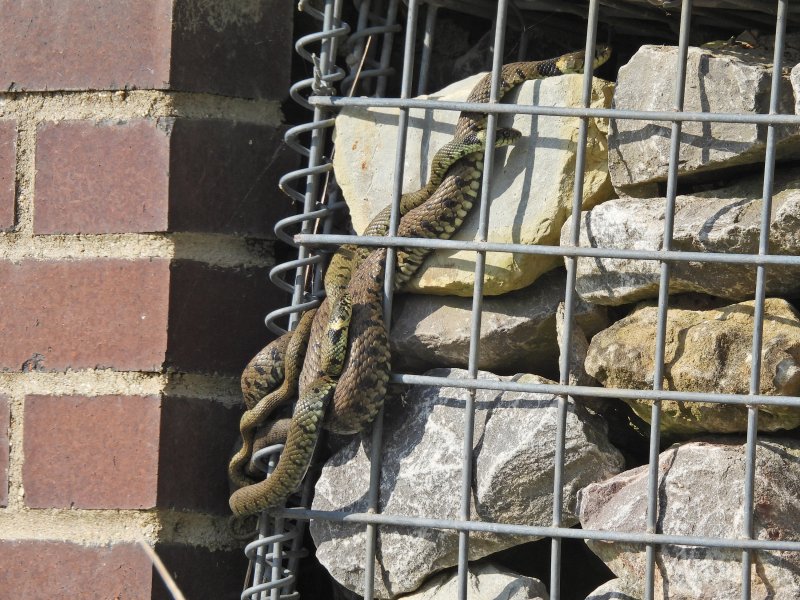 Grass Snakes 1.JPG