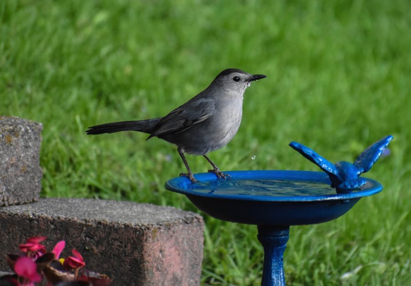 Gray Catbird 2.jpg