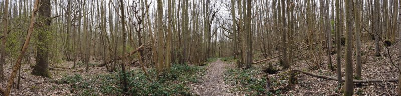 Great Crabbles Wood.jpg