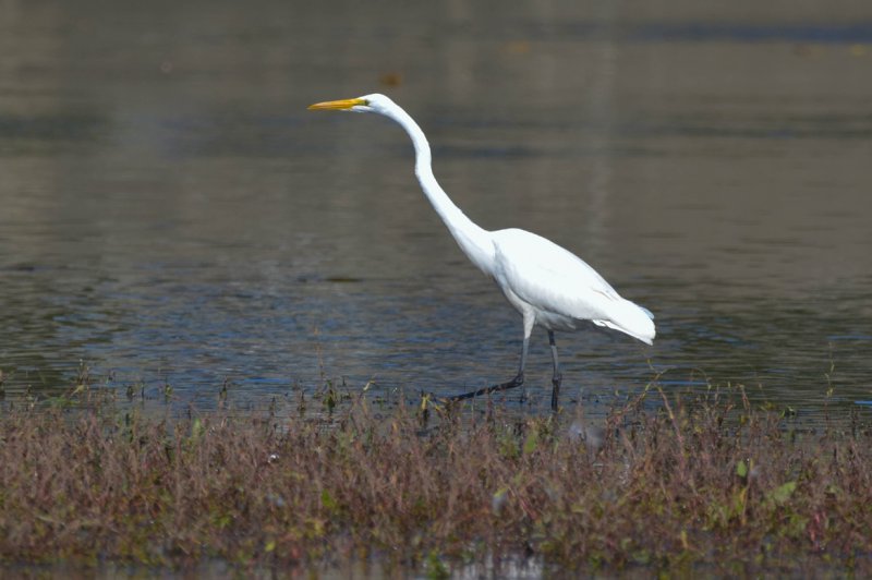 Great Egret 100.jpg