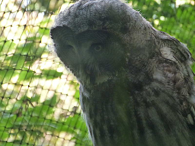 Great Grey Owl.JPG