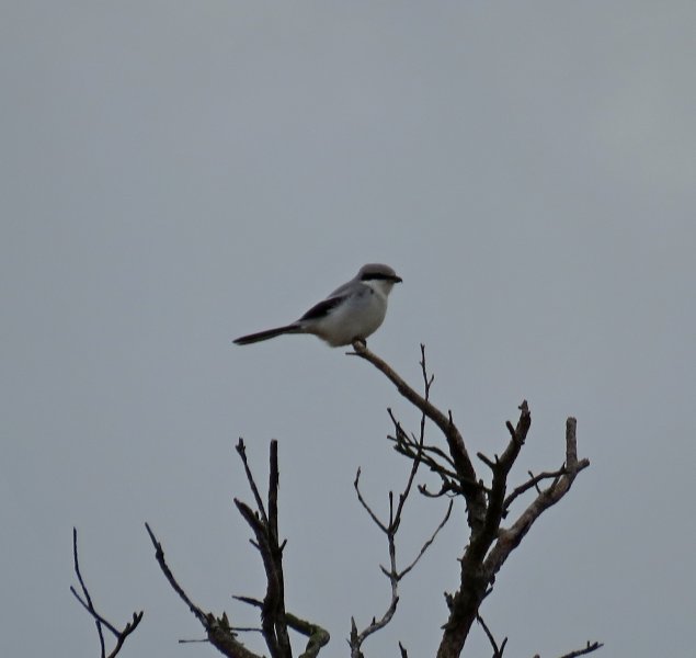 Great Grey Shrike 4.JPG