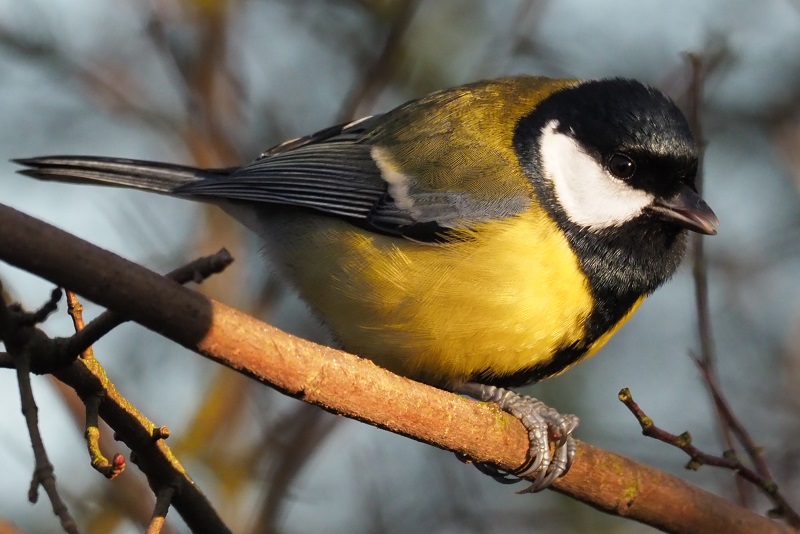 Great Tit.jpg
