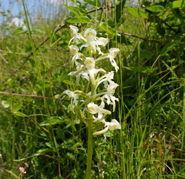 Greater Butterfly (1).JPG