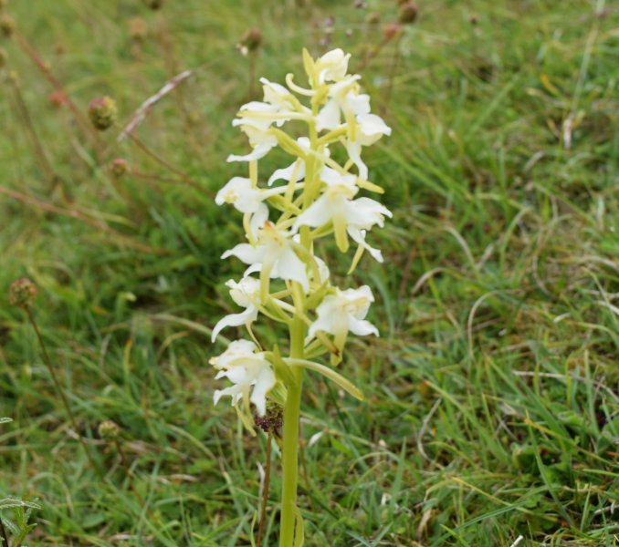 Greater Butterfly 2.jpg