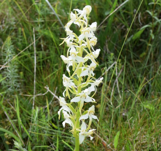 Greater Butterfly.JPG