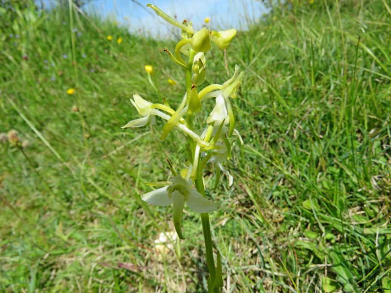 Greater Butterfly orchid - Badbury Rings.JPG