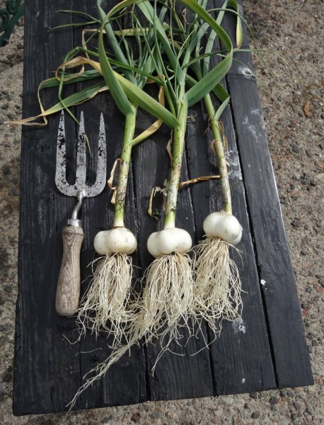 greek garlic.jpg