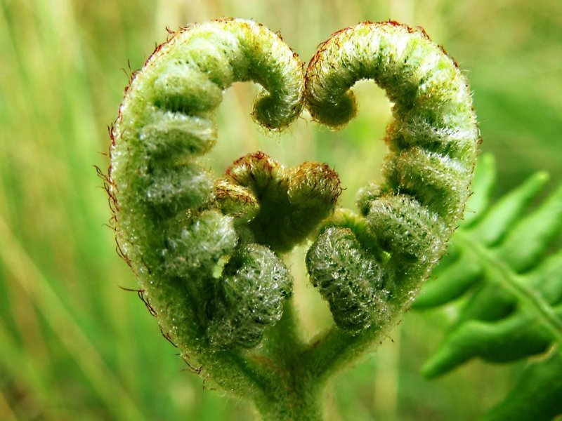green heart.jpg