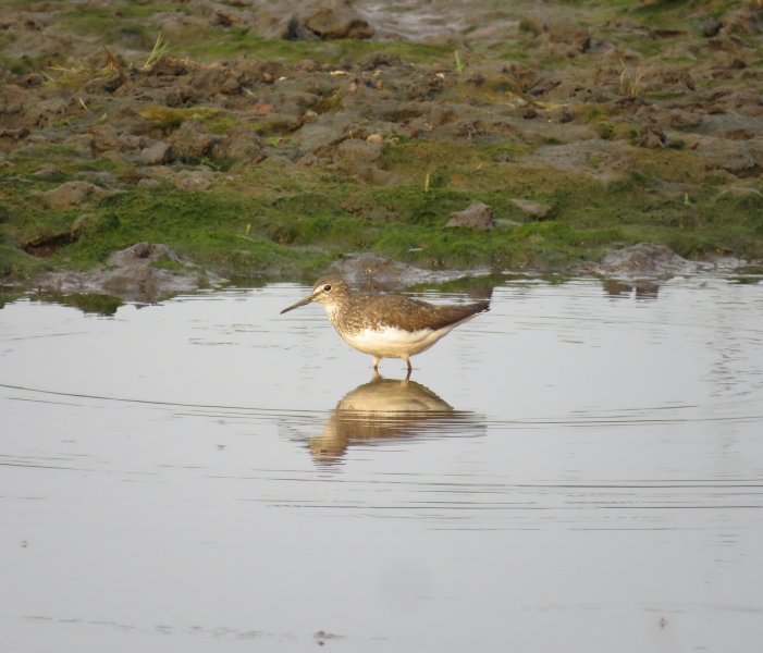 Green Sandpiper - Holton Lee (2).JPG