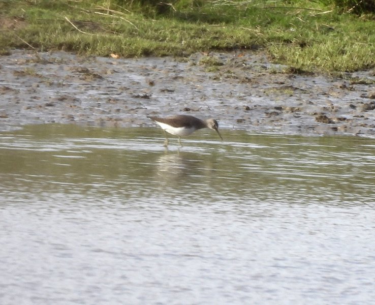 Green Sandpiper.jpg