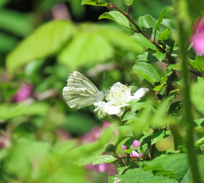 Green Veined White.JPG