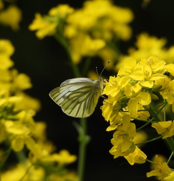 Green Veined White.JPG